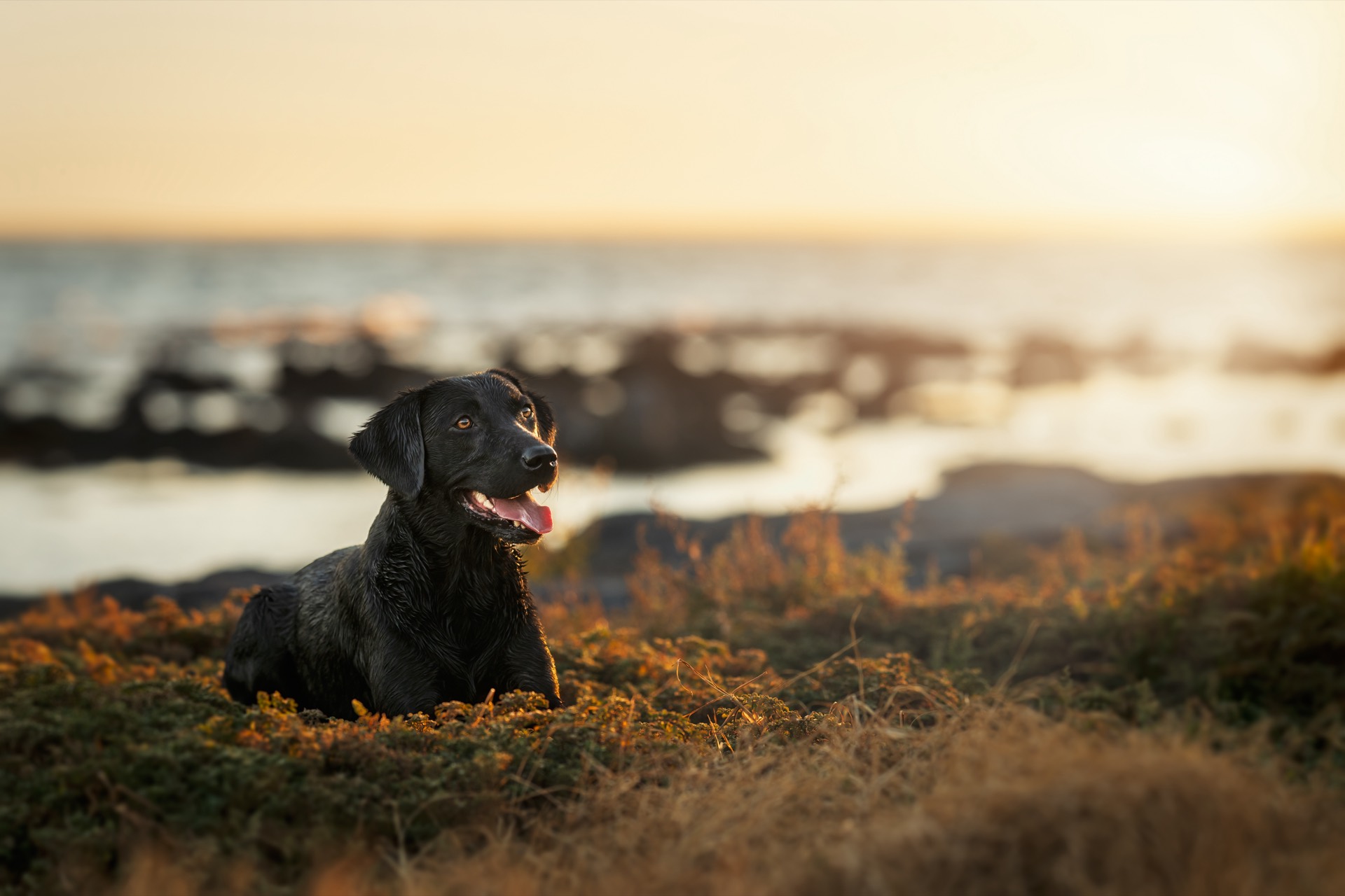 Murphy, a black Labrador, resting in coastal grass at sunset with the sea behind her
