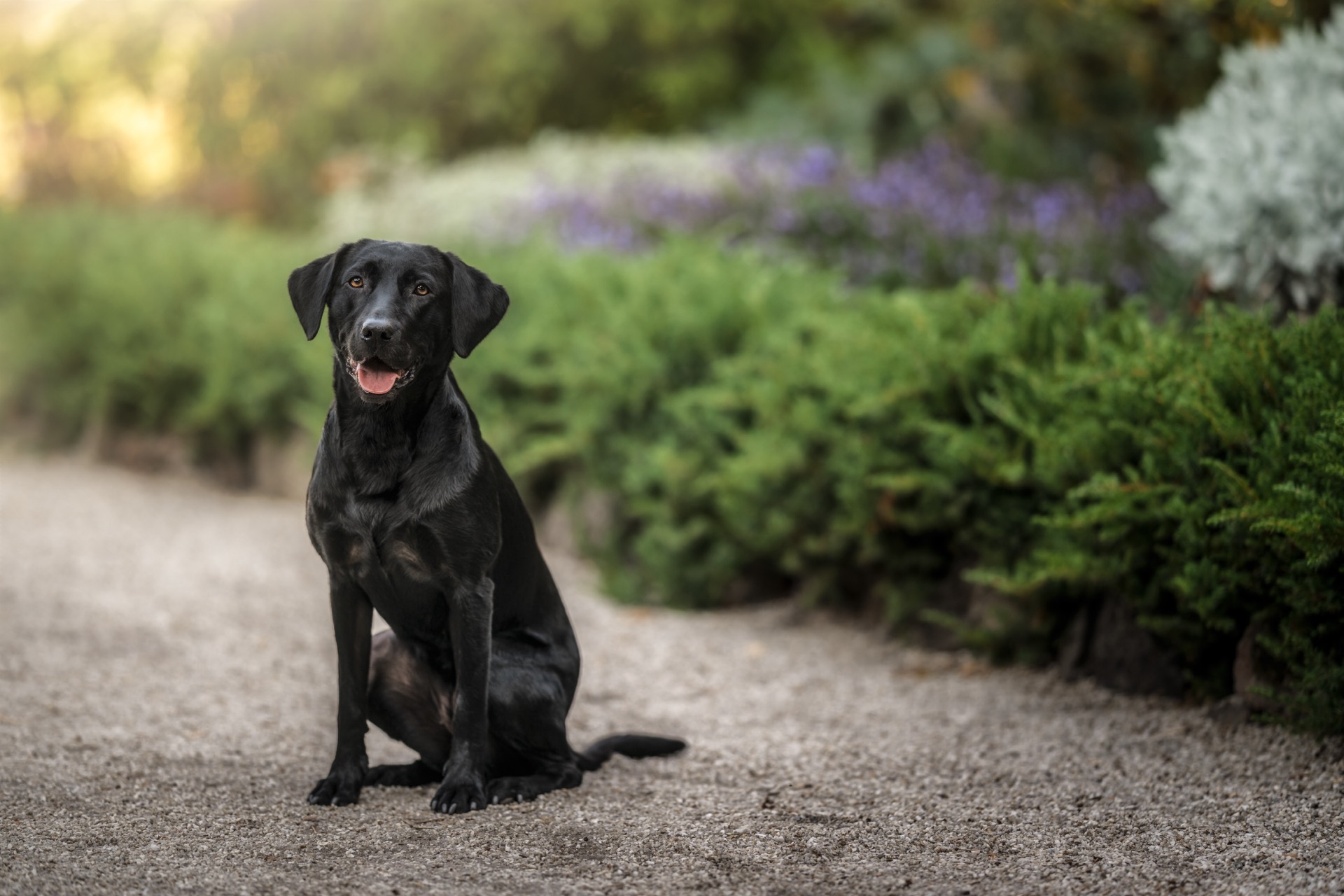 Murphy, the black Labrador behind The Hachi Way, sitting calmly on a garden path in golden light and looking at the camera