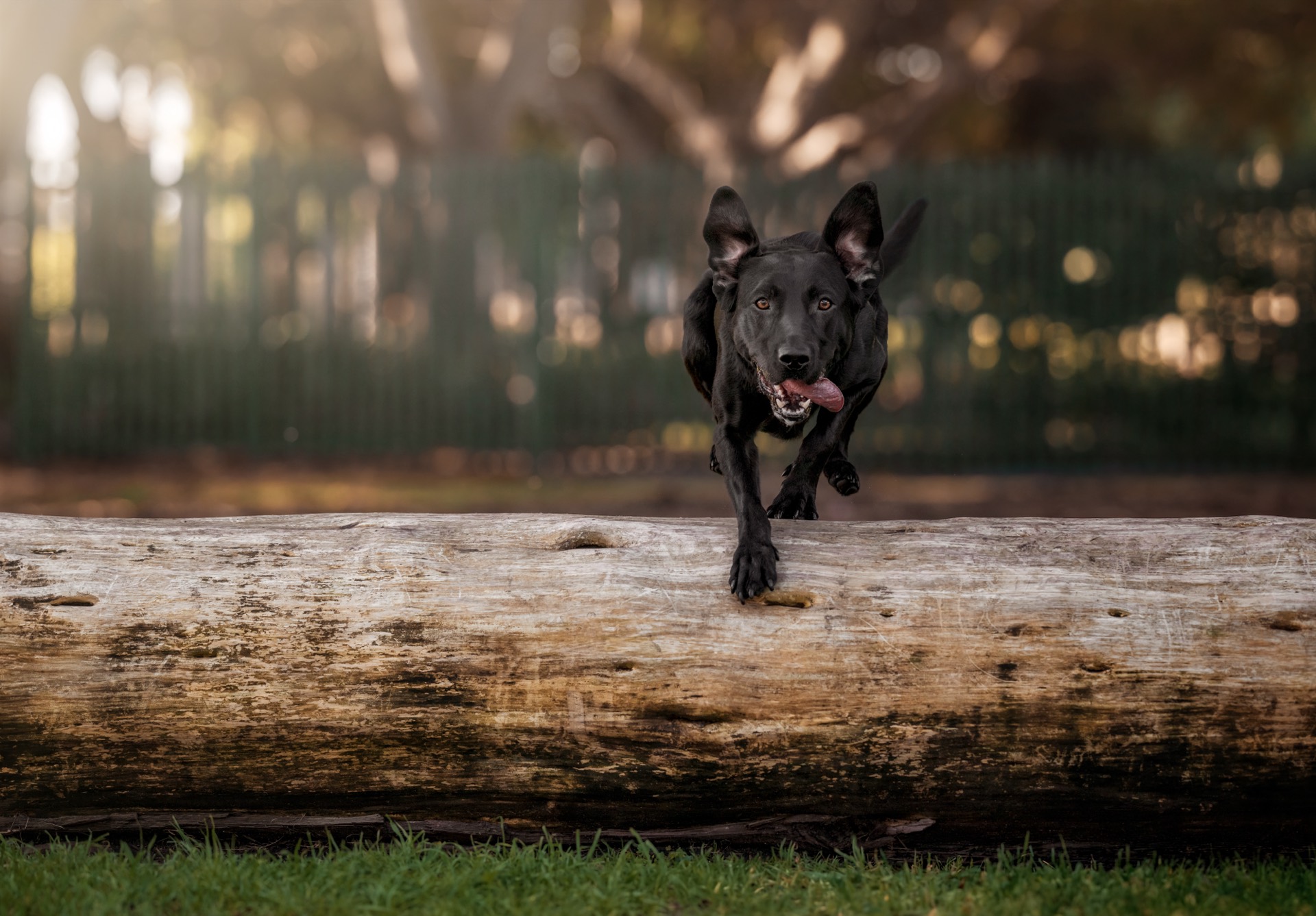 A black Labrador leaping over a fallen log mid-stride in a Melbourne park
