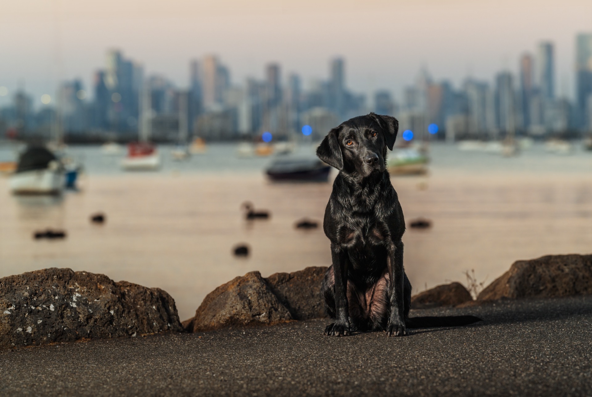 A black Labrador sitting on rocks by the bay with the Melbourne city skyline behind her