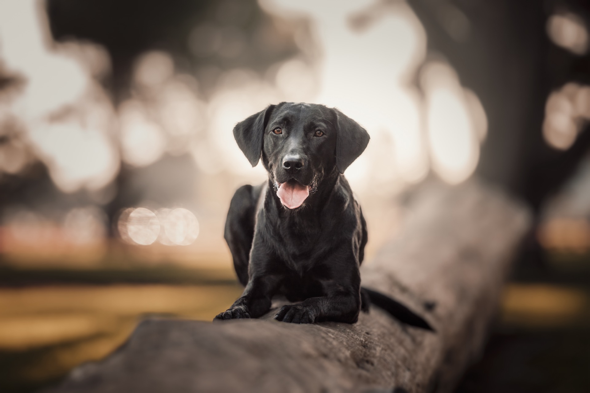 Murphy, a black Labrador, lying relaxed on a fallen log in warm evening light