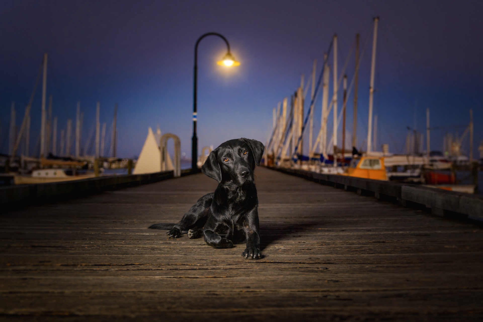 A black Labrador lying calmly on a marina pier beneath a lamppost at dusk